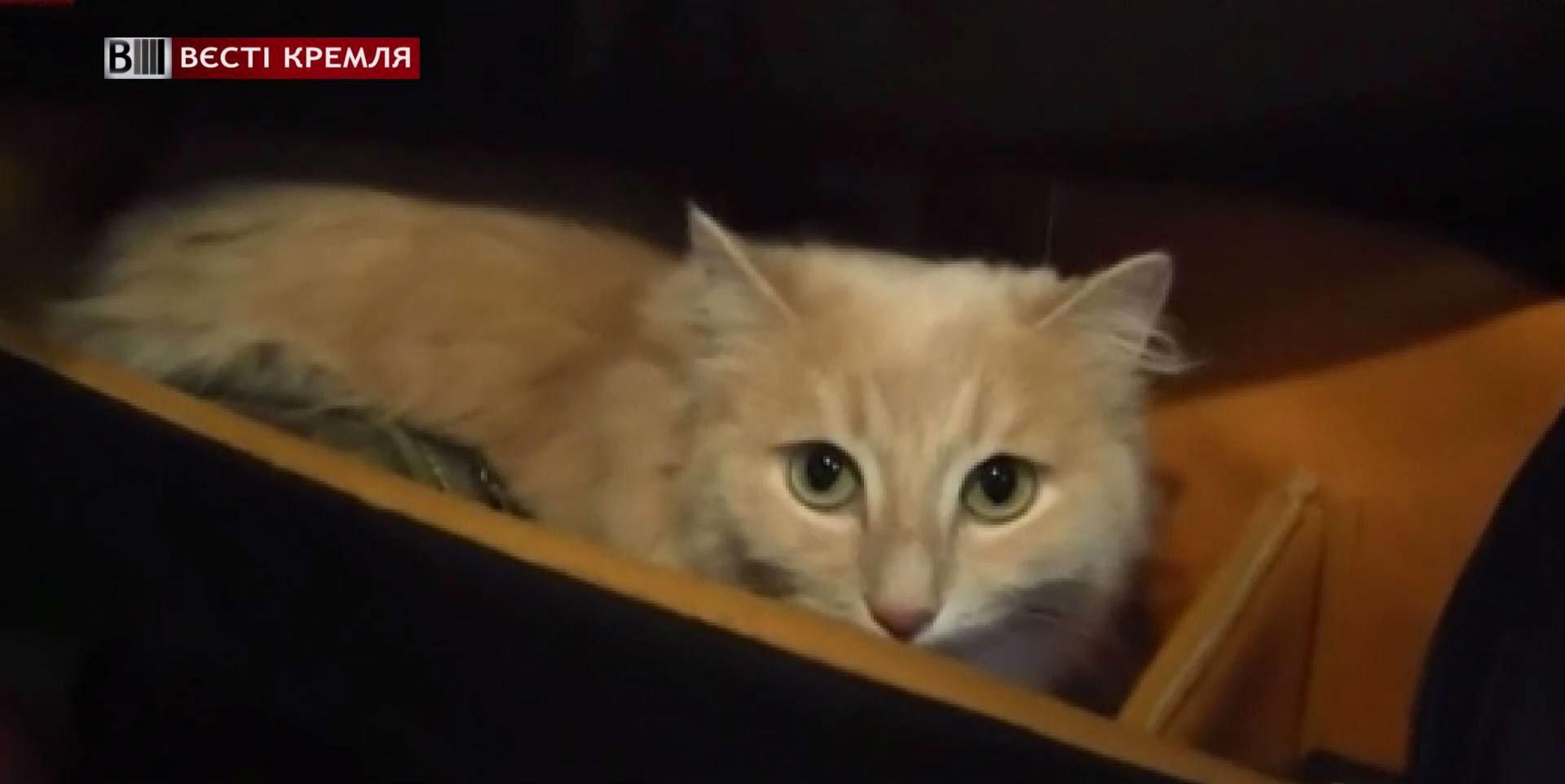 В России открыли публичный дом для кошек