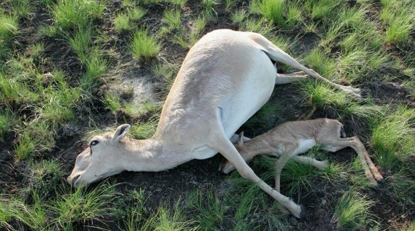 У загибелі рідкісних тварин у Казахстані звинувачують Росію та її ракети У загибелі рідкісних тварин у Казахстані звинувачують Росію та її ракети
