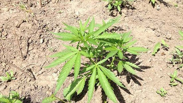 Милиция задержала женщину, которая выращивала на огороде кусты конопли