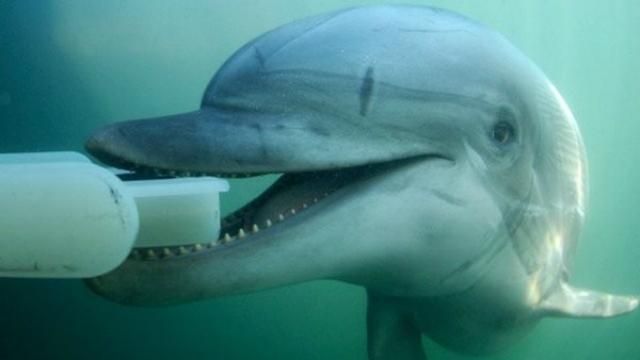 Україна витрачає гроші на бойових дельфінів, яких у неї немає, — Бірюков