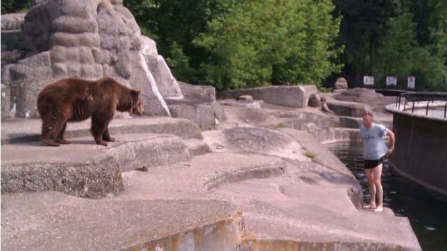 Чоловік без штанів заліз у вольєр до ведмедя і влаштував бійку Чоловік без штанів заліз у вольєр до ведмедя і влаштував бійку