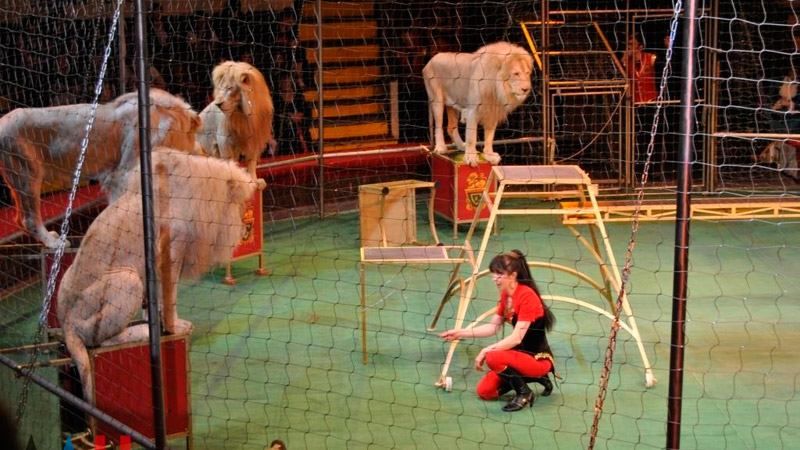 Цирк у "ДНР": в терористів завелися леви Цирк у "ДНР": в терористів завелися леви