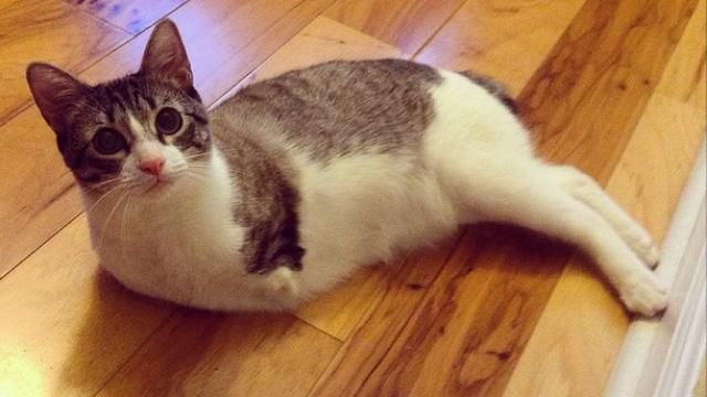 Игривый двухлапый кот стал звездой Instagram