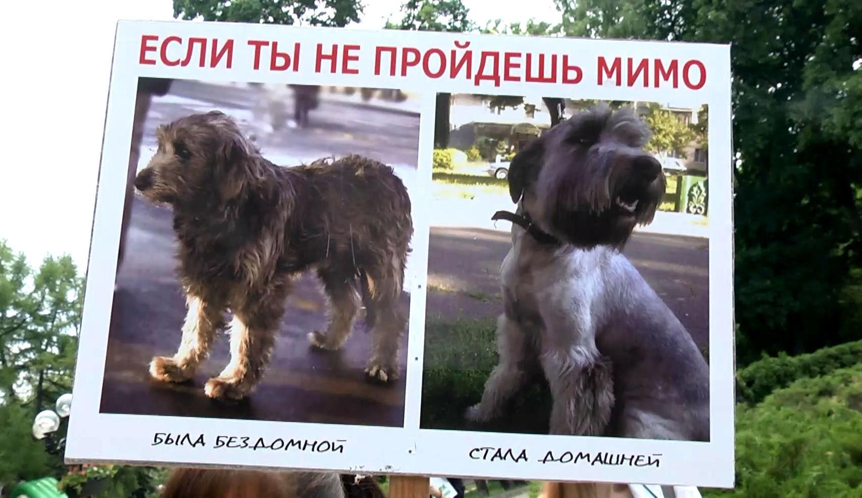 Четырехлапые вышли на пикет в Киеве Четырехлапые вышли на пикет в Киеве