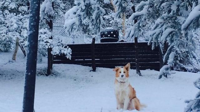 Австралийских кенгуру 1 июня засыпало снегом Австралийских кенгуру 1 июня засыпало снегом