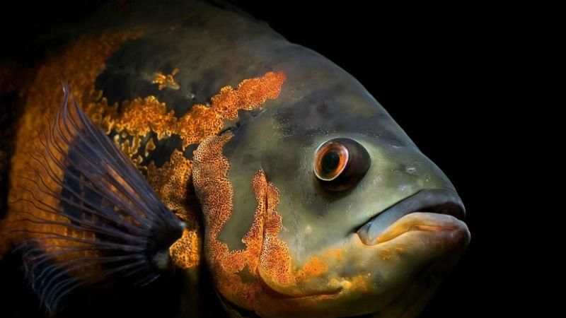 Австралии угрожают сухопутные рыбы-убийцы