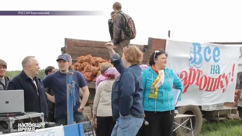 На Уралі відповіли на санкції — висадили голландську картоплю На Уралі відповіли на санкції — висадили голландську картоплю