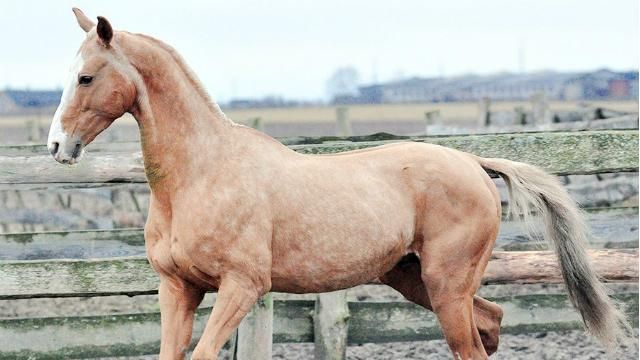 Боевики пытались вывезти в Россию элитных лошадей Боевики пытались вывезти в Россию элитных лошадей
