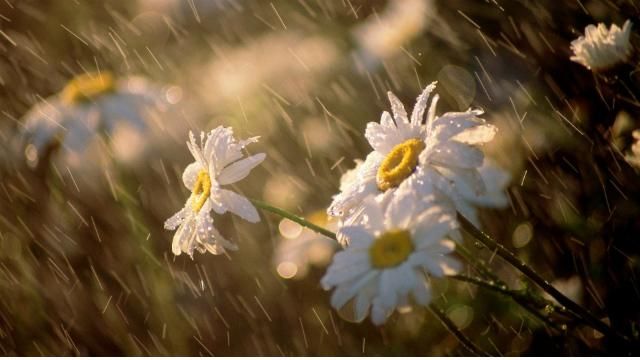 Метеорологи розповіли, яким буде українське літо Метеорологи розповіли, яким буде українське літо