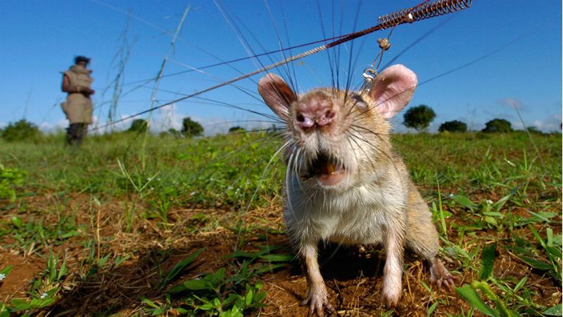 Яку користь приносять гризуни у час війни Яку користь приносять гризуни у час війни