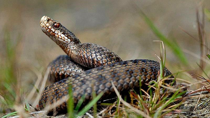 У Росії селфі з гадюкою закінчилось лікарнею У Росії селфі з гадюкою закінчилось лікарнею