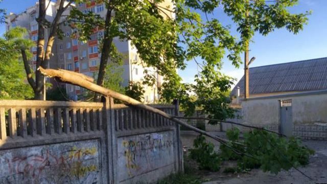 Ураган у Криму: повалені дерева, зупинено рух на переправі Ураган у Криму: повалені дерева, зупинено рух на переправі