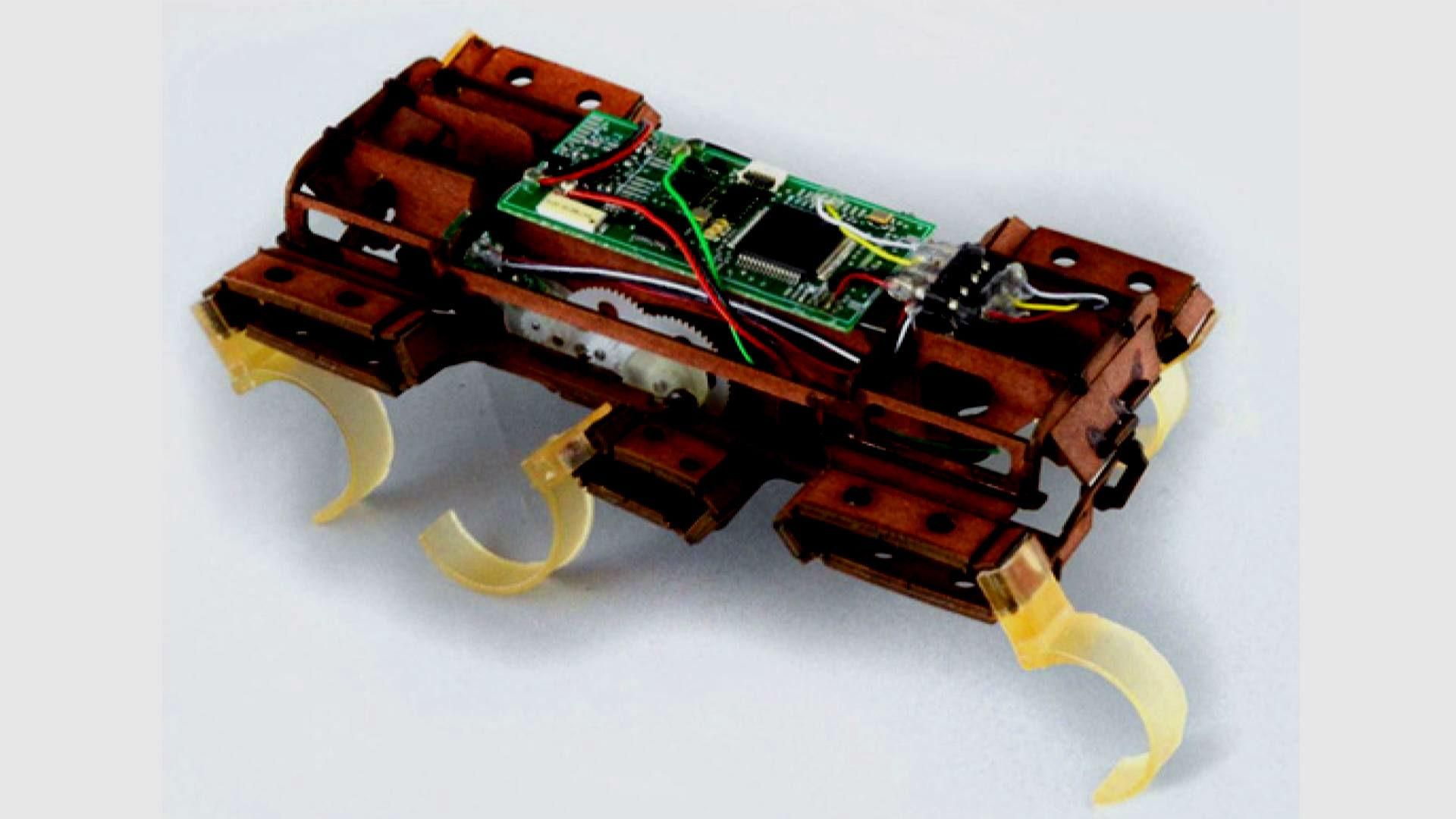 З'явились таргани, яких не можна знищити хімією З'явились таргани, яких не можна знищити хімією