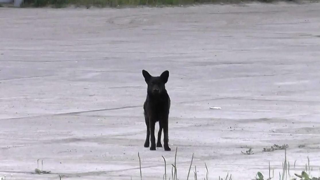 Верная служба: пес не отходит от нефтебазы под Киевом ни на шаг
