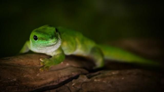 Пасажиру літака подали обід з живою ящіркою Пасажиру літака подали обід з живою ящіркою