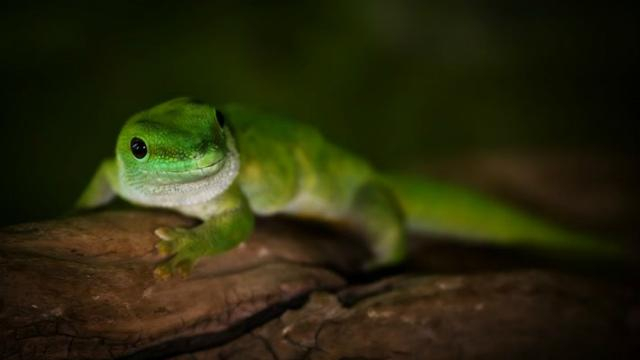 Пассажиру самолета подали обед с живой ящерицей