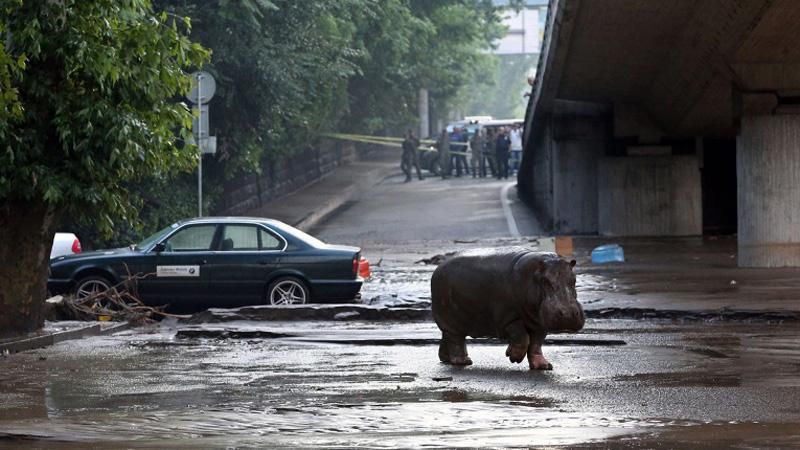 Наводнение в Грузии: 9 погибших, бегемот на улице