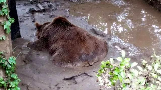 Спецназ у Тбілісі вбиває диких тварин-втікачів (18+)