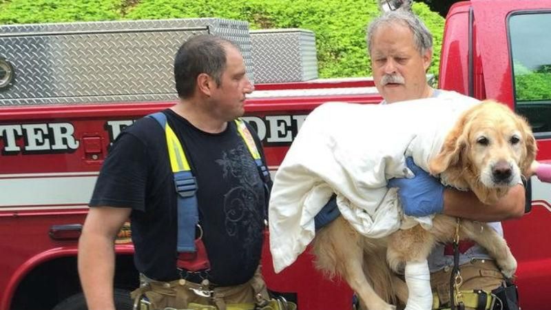 Собака-поводырь рискнула жизнью ради хозяина Собака-поводырь рискнула жизнью ради хозяина