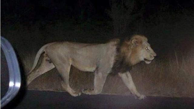 Топ-новости. Львы на улицах Тбилиси, новые машины для пограничников Топ-новости. Львы на улицах Тбилиси, новые машины для пограничников