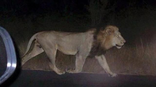 Наводнение в Грузии: Более 300 животных зоопарка Тбилиси погибли Наводнение в Грузии: Более 300 животных зоопарка Тбилиси погибли