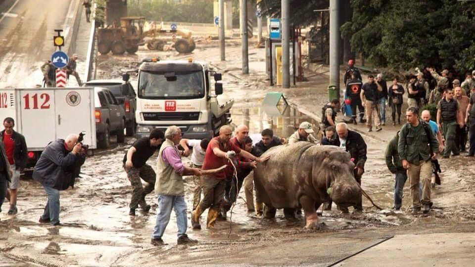 В Тбилиси после наводнения спасатели нашли крокодила В Тбилиси после наводнения спасатели нашли крокодила