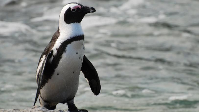 Пінгвін утік від повені у Тбілісі аж до Азербайджану