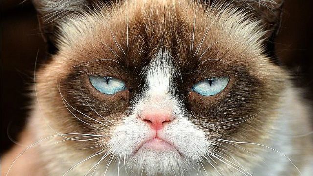 Чому у мережі шаленіють від котиків, — версія вчених Чому у мережі шаленіють від котиків, — версія вчених