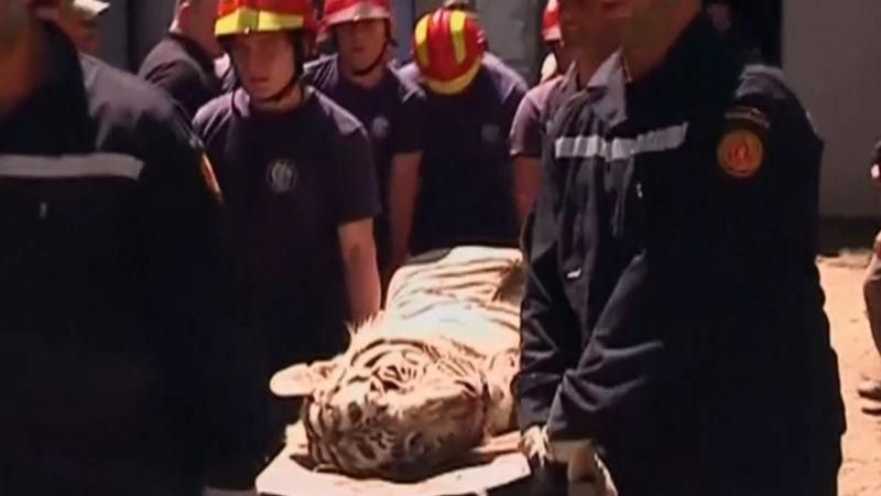 В Тбилиси белый тигр насмерть загрыз человека В Тбилиси белый тигр насмерть загрыз человека