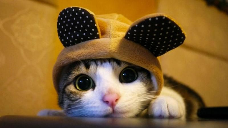 Офисным работникам предложили избавляться от стресса с помощью котят Офисным работникам предложили избавляться от стресса с помощью котят