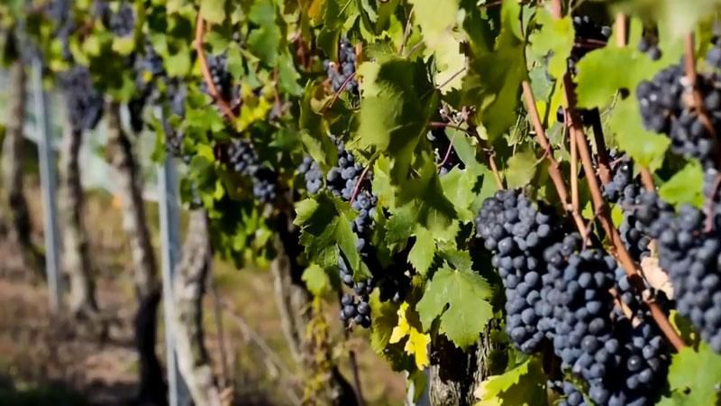 Історія французького виноробства 