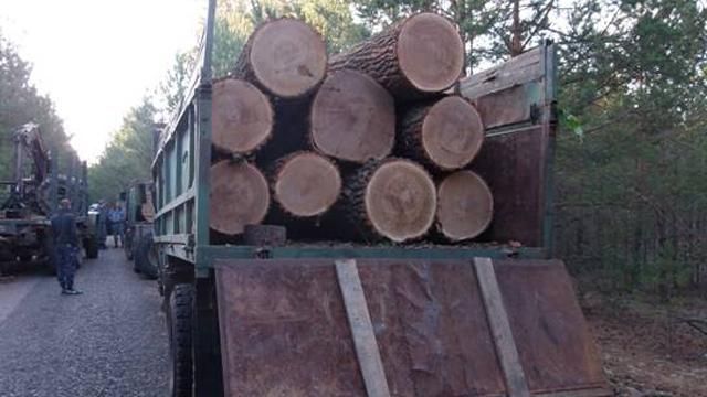 С Чернобыльской зоны пытались вывезти лес