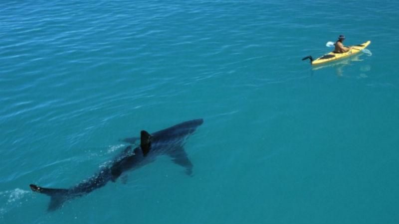 15 фото, після перегляду яких у воду ні ногою 15 фото, після перегляду яких у воду ні ногою