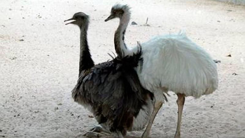 Стало известно, как поживают страусы Януковича Стало известно, как поживают страусы Януковича