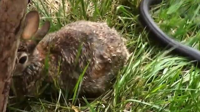 Видео дня: как крольчиха спасала малышей