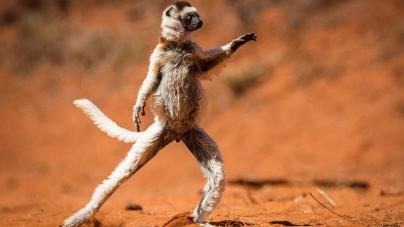 ТОП-25 лучших фотографий National Geographic 2015 ТОП-25 лучших фотографий National Geographic 2015