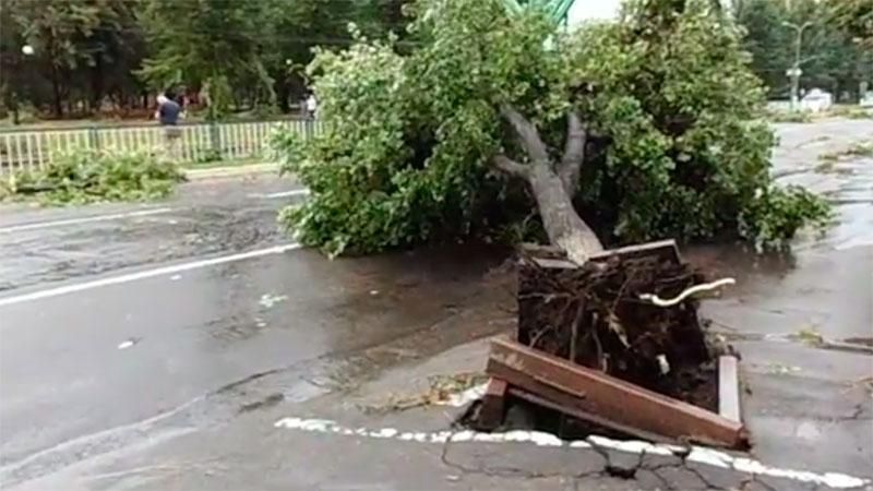 Ураган посрывал деревья в оккупированном Луганске