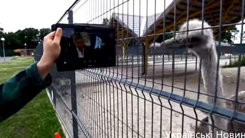 Страусам з Межигір’я показали інтерв’ю Януковича Страусам з Межигір’я показали інтерв’ю Януковича