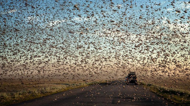 У трьох регіонах Росії — надзвичайний стан через нашестя сарани У трьох регіонах Росії — надзвичайний стан через нашестя сарани