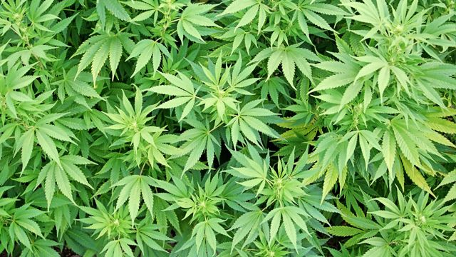 Милиционеры поймали бабушку с кучей наркоты