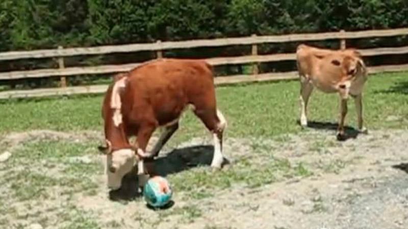 Бык-футболистк взорвал интернет Бык-футболистк взорвал интернет