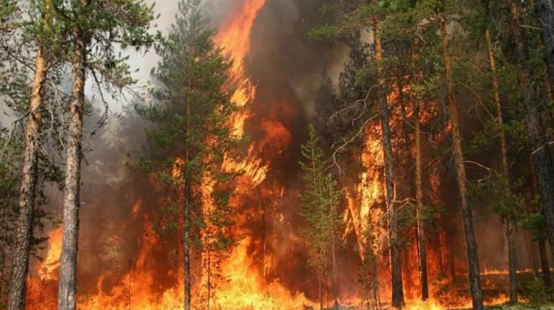 В Чернобыльской зоне продолжают тушить пожар. Не исключают, что был поджог