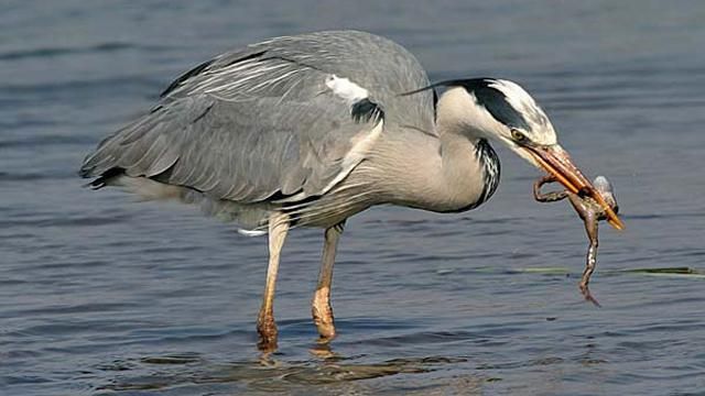 Кримські чаплі також "виступили" проти анексії півострова Кримські чаплі також "виступили" проти анексії півострова