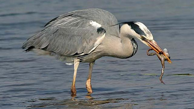 Крымские цапли также "выступили" против аннексии полуострова