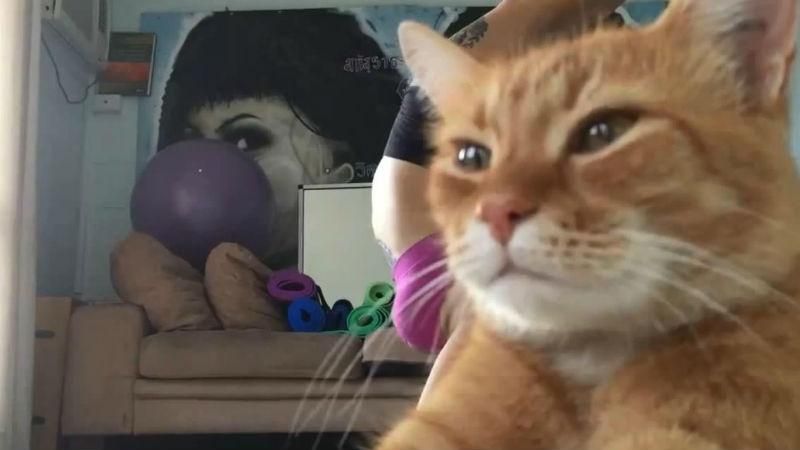 Нахабний кіт став зіркою YouTube замість своєї господині