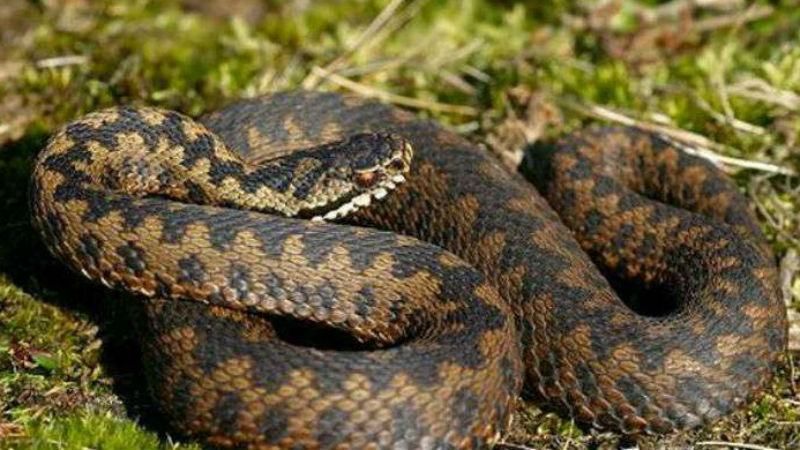 Через різке потепління на Прикарпатті побільшало змій, а грошей на вакцину немає Через різке потепління на Прикарпатті побільшало змій, а грошей на вакцину немає