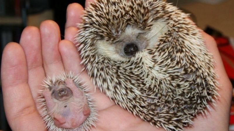 Новорожденные животные, на которых можно смотреть вечно Новорожденные животные, на которых можно смотреть вечно