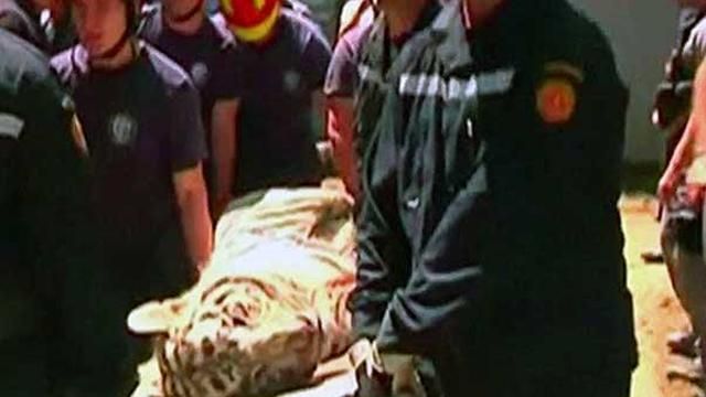В Тбилиси нашли последнего мертвого тигра
