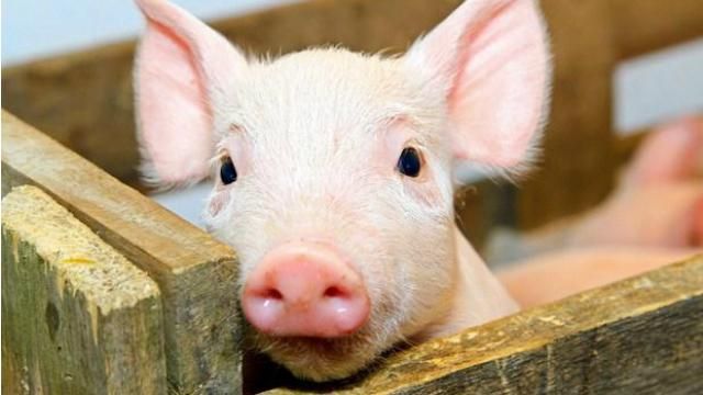 Африканская чума свиней распространилась  по Украине