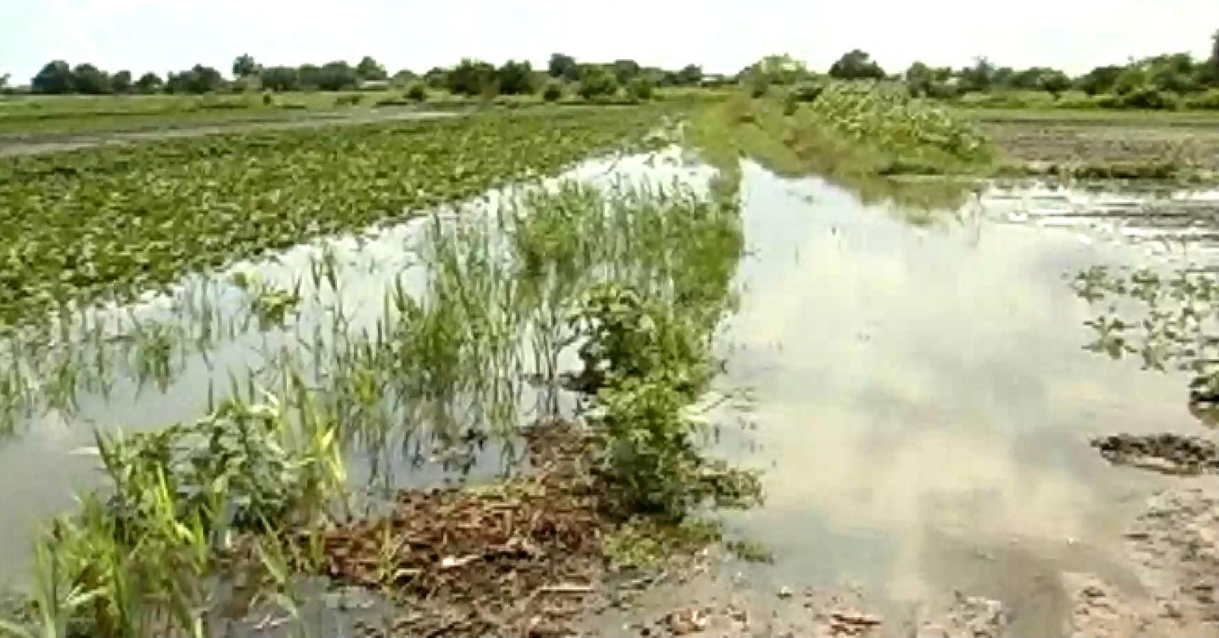 Сильна злива у Херсоні залишила людей без врожаю Сильна злива у Херсоні залишила людей без врожаю